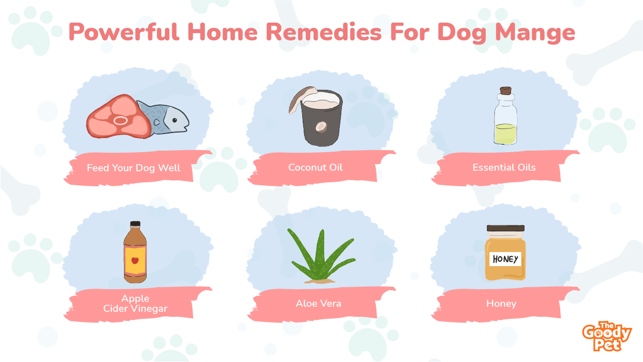 Home Remedies For Dog Itchy Skin That Actually Work