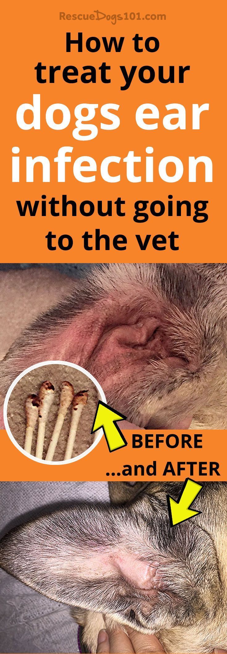 Home Remedy For Dog Ear Infection Without Vet Safe Effective Natural Solutions You Can Try Today
