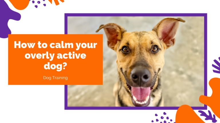 How To Calm A Hyperactive Dog Without Medication