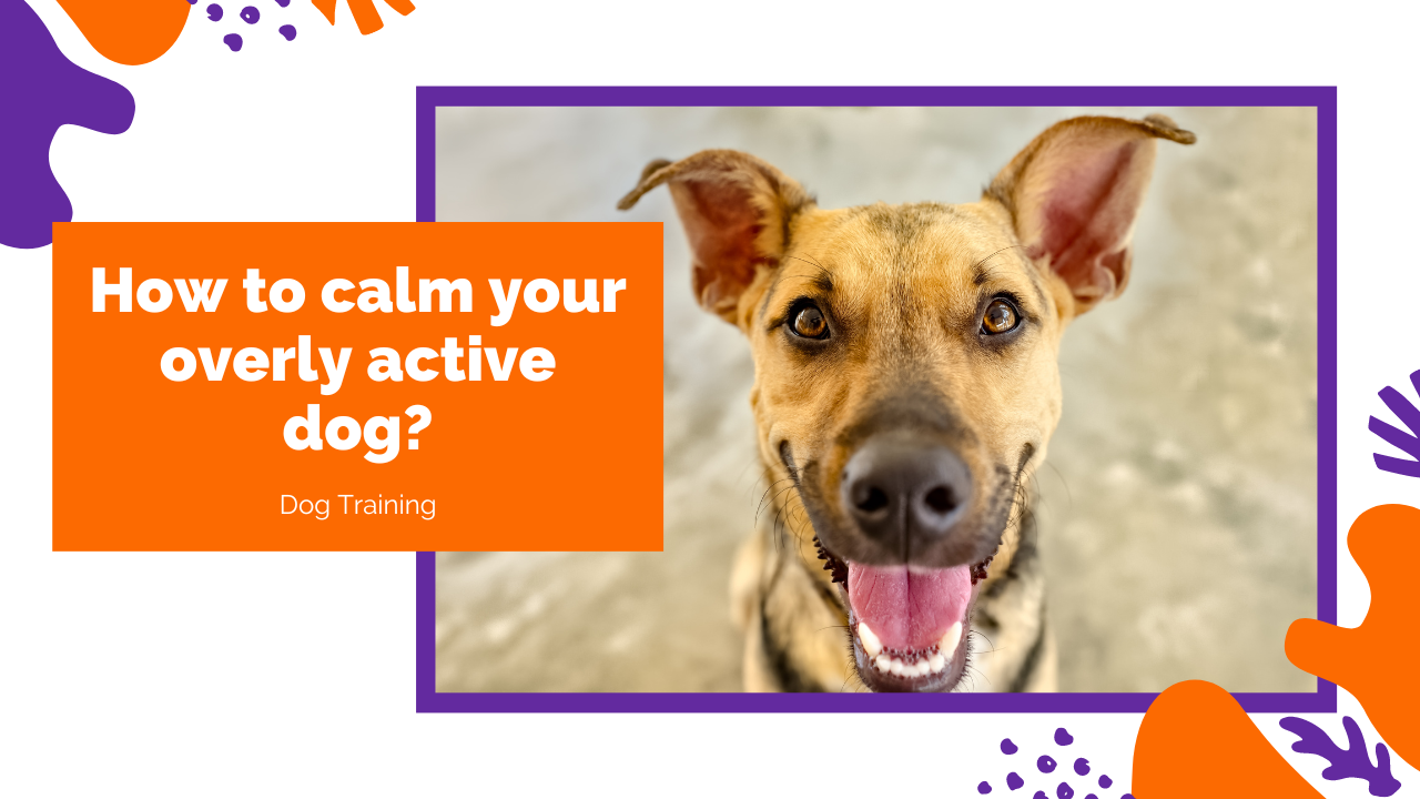 How To Calm A Hyperactive Dog Without Medication