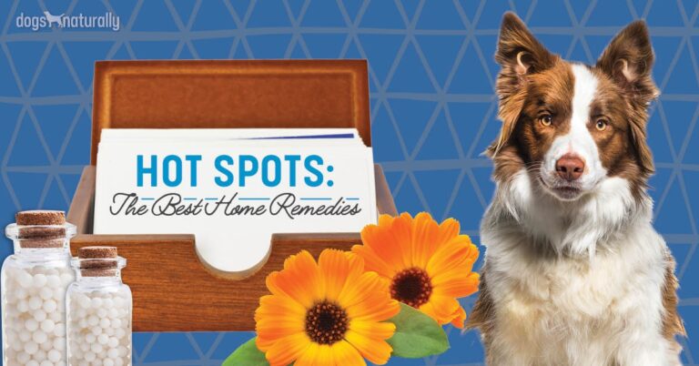 How To Treat Hot Spots On Dogs At Home Naturally
