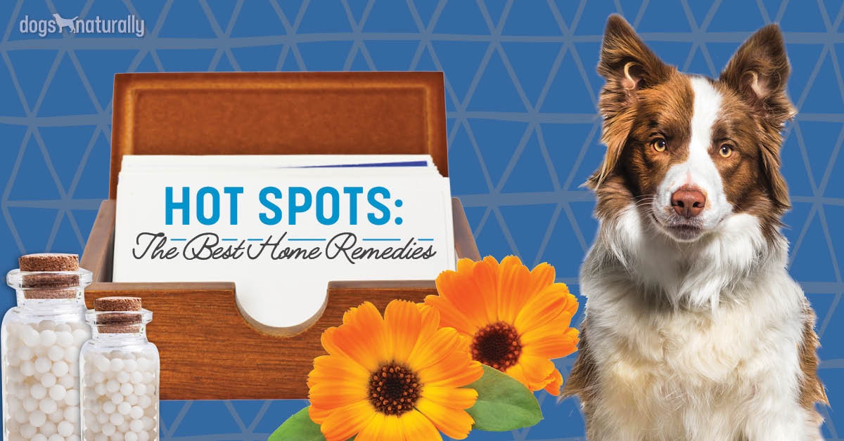 How To Treat Hot Spots On Dogs At Home Naturally
