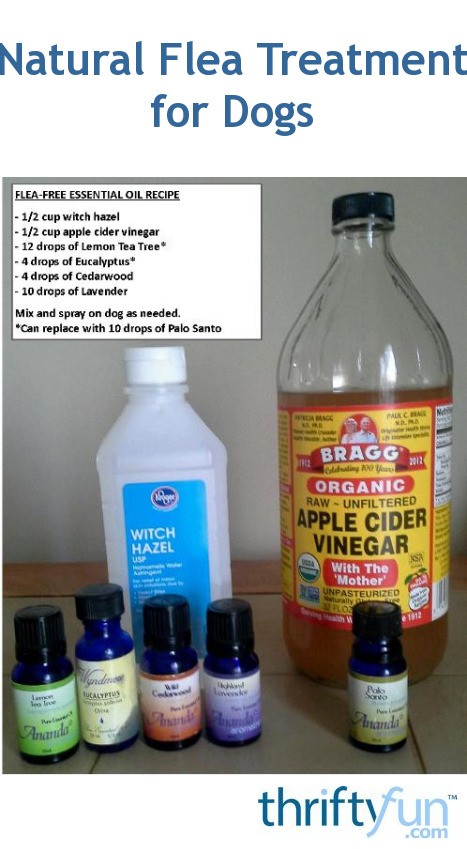 Natural Flea Treatment For Dogs Without Chemicals Safe Effective Vet Approved Methods