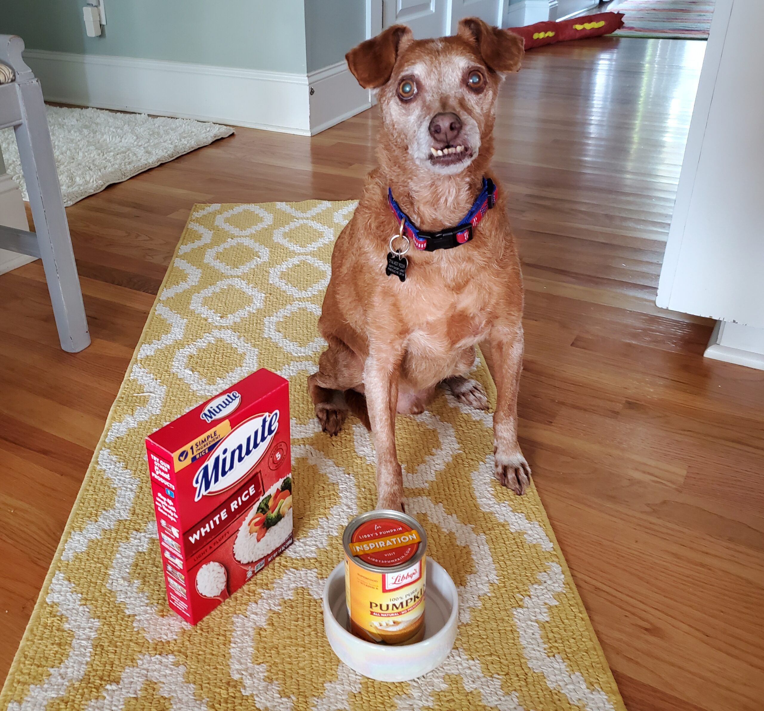 What Can I Give My Dog For An Upset Stomach At Home