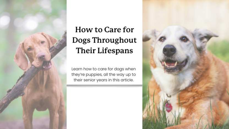 How to Keep Your Dog Healthy and Happy Throughout Every Stage of Life